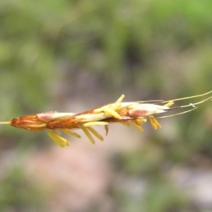 Sorghum leiocladum at Kambah, ACT - 19 Dec 2017