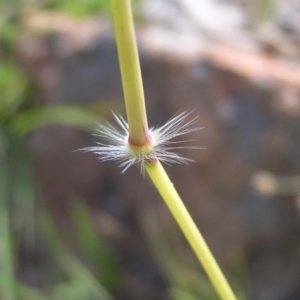 Sorghum leiocladum at Kambah, ACT - 19 Dec 2017