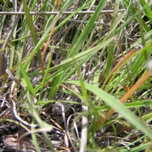 Sorghum leiocladum at Kambah, ACT - 19 Dec 2017