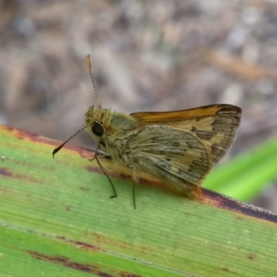 Ocybadistes walkeri (Green Grass-dart) at Flynn, ACT - 18 Dec 2017 by Christine