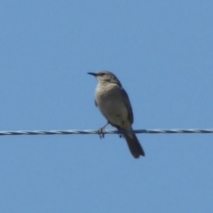 Cincloramphus mathewsi (Rufous Songlark) at Via Macgregor, NSW - 17 Dec 2017 by Christine