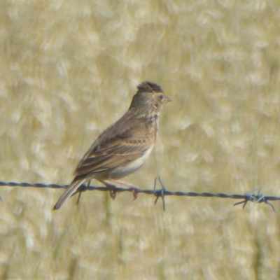 Mirafra javanica (Singing Bushlark) at Via Macgregor, NSW - 16 Dec 2017 by Christine