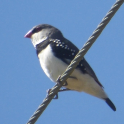 Stagonopleura guttata (Diamond Firetail) at Macgregor, ACT - 21 Nov 2017 by Christine