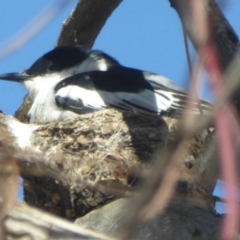 Lalage tricolor (White-winged Triller) at Macnamara, ACT - 21 Nov 2017 by Christine