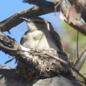 Lalage tricolor at Macnamara, ACT - 22 Nov 2017