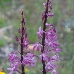 Dipodium punctatum (Blotched Hyacinth Orchid) at Red Hill Nature Reserve - 18 Dec 2017 by roymcd