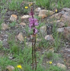 Dipodium punctatum at Red Hill, ACT - suppressed