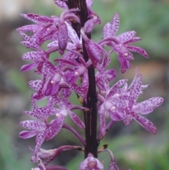 Dipodium punctatum at Red Hill, ACT - 18 Dec 2017