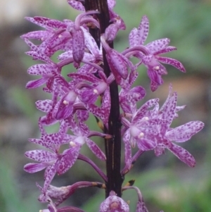 Dipodium punctatum at Red Hill, ACT - 18 Dec 2017