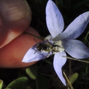 Lasioglossum (Chilalictus) sp. (genus & subgenus) at Tharwa, ACT - 26 Nov 2017 08:32 PM