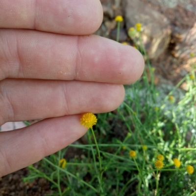 Calotis lappulacea (Yellow Burr Daisy) at Mount Ainslie - 18 Dec 2017 by samreid007