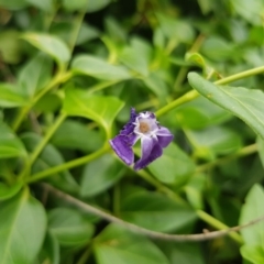 Vinca major (Blue Periwinkle) at Griffith, ACT - 19 Dec 2017 by ianandlibby1