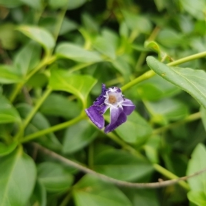 Vinca major at Griffith, ACT - 19 Dec 2017 03:51 PM