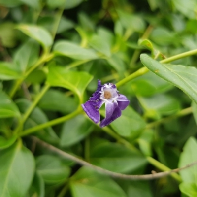 Vinca major (Blue Periwinkle) at Griffith Woodland - 19 Dec 2017 by ianandlibby1