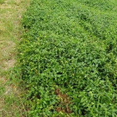 Vinca major at Griffith, ACT - 19 Dec 2017