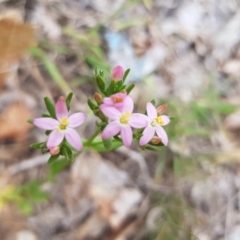 Centaurium tenuiflorum (Branched Centaury) at Griffith, ACT - 19 Dec 2017 by ianandlibby1
