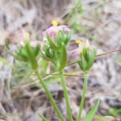 Centaurium tenuiflorum at Griffith, ACT - 19 Dec 2017 03:43 PM