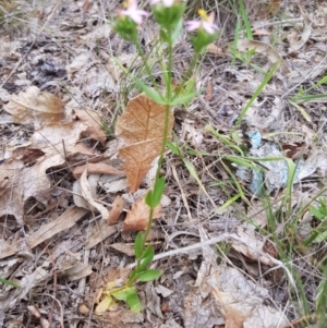 Centaurium tenuiflorum at Griffith, ACT - 19 Dec 2017 03:43 PM