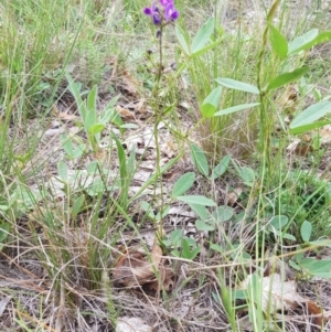 Glycine tabacina at Griffith, ACT - 19 Dec 2017 03:39 PM