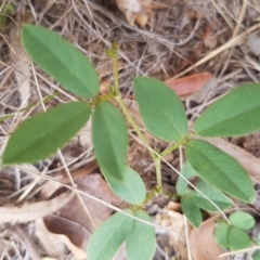 Glycine tabacina at Griffith, ACT - 19 Dec 2017 03:39 PM