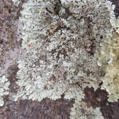 Parmeliaceae (family) (A lichen family) at Griffith Woodland - 19 Dec 2017 by ianandlibby1