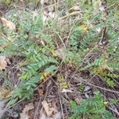 Acaena echinata (Sheeps Burr) at Griffith Woodland - 25 Oct 2018 by ianandlibby1