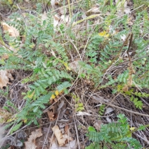 Acaena echinata at Griffith, ACT - 26 Oct 2018