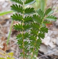 Acaena echinata at Griffith, ACT - 26 Oct 2018