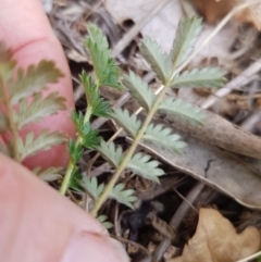 Acaena echinata at Griffith, ACT - 26 Oct 2018