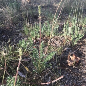 Acaena echinata at Griffith, ACT - 26 Oct 2018