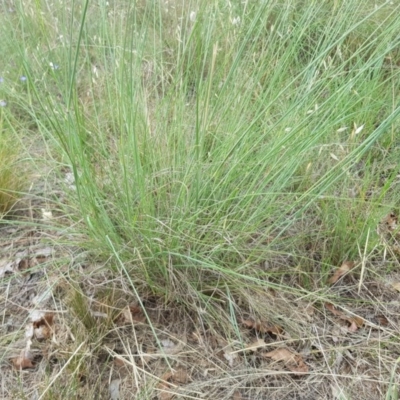 Eragrostis curvula (African Lovegrass) at Griffith Woodland - 19 Dec 2017 by ianandlibby1