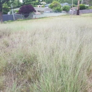 Eragrostis curvula at Griffith, ACT - 19 Dec 2017 03:48 PM