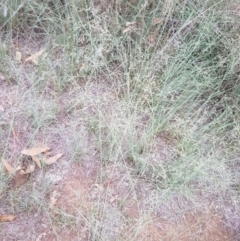 Eragrostis curvula at Griffith, ACT - 19 Dec 2017