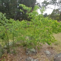 Celtis australis (Nettle Tree) at Griffith, ACT - 19 Dec 2017 by ianandlibby1