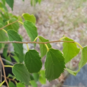 Celtis australis at Griffith, ACT - 19 Dec 2017