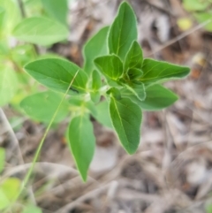 Origanum vulgare (Oregano) at Griffith Woodland - 19 Dec 2017 by ianandlibby1