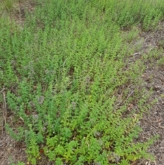 Origanum vulgare at Griffith, ACT - 19 Dec 2017 03:35 PM