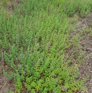 Origanum vulgare at Griffith, ACT - 19 Dec 2017