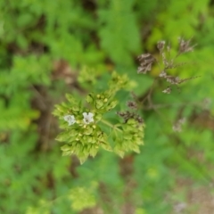 Origanum vulgare at Griffith, ACT - 19 Dec 2017 03:35 PM