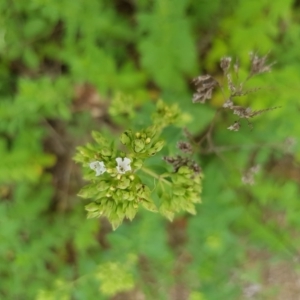 Origanum vulgare at Griffith, ACT - 19 Dec 2017