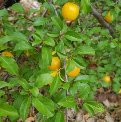 Prunus cerasifera (Cherry Plum) at Griffith Woodland - 19 Dec 2017 by ianandlibby1