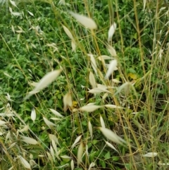 Avena (genus) (Wild Oats) at Griffith, ACT - 19 Dec 2017 by ianandlibby1