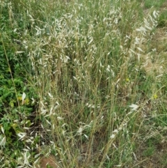 Avena sp. at Griffith, ACT - 19 Dec 2017