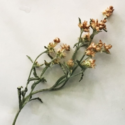 Gamochaeta sp. (Cudweed) at Garran, ACT - 25 Dec 2017 by ruthkerruish