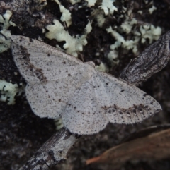 Taxeotis intextata (Looper Moth, Grey Taxeotis) at Pine Island to Point Hut - 18 Dec 2017 by michaelb