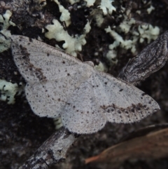 Taxeotis intextata (Looper Moth, Grey Taxeotis) at Greenway, ACT - 19 Dec 2017 by MichaelBedingfield