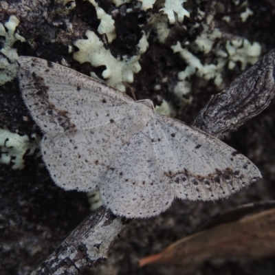 Taxeotis intextata (Looper Moth, Grey Taxeotis) at Greenway, ACT - 19 Dec 2017 by MichaelBedingfield