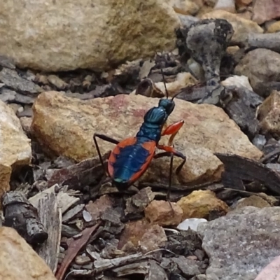 Ectomocoris patricius (Ground assassin bug) at Mount Jerrabomberra QP - 15 Dec 2017 by roymcd