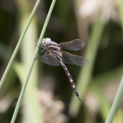 Adversaeschna brevistyla (Blue-spotted Hawker) at Michelago, NSW - 19 Dec 2017 by Illilanga