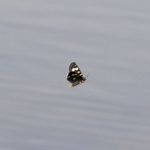 Phalaenoides tristifica at Michelago, NSW - 19 Dec 2017